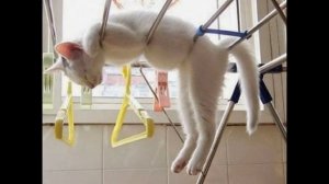 Спящие коты. Sleeping cats.