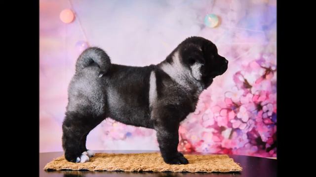 ZAASI DIAMOND MAZERATTI GRAND BARON. Мальчик Американской Акиты 2.5 мес смотреть онлайн