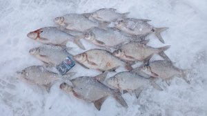 Охота на леща (Можайка, Ильинское) 20.01.24.  ❄️❄️