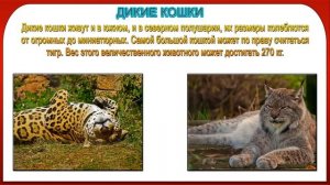 Презентация дикие и домашние животные 1 класс
