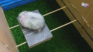 Лабиринт зомби! Лабиринт для хомяка с ловушками! ПОЛОСА ПРЕПЯТСТВИЙ