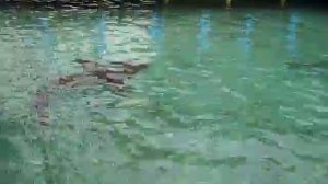 Колумбия-Акулы