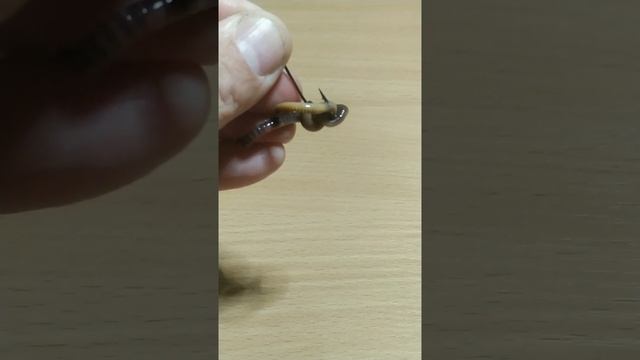 Как насадить червя и опарыша на крючок.   How to put a worm and maggot on a hook.  #рыбалка #fishin