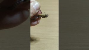 Как насадить червя и опарыша на крючок. How to put a worm and maggot on a hook. #рыбалка #fishin