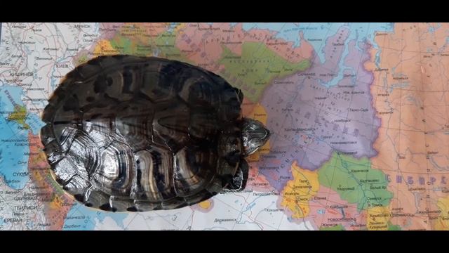 Сходства и Различия ТРИТОНА И КРАСНОУХОЙ ЧЕРЕПАХИ! смотреть онлайн