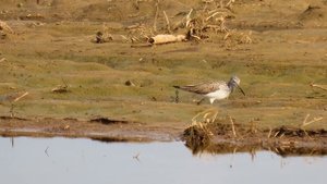 Птицы Беларуси - УЛИТ БОЛЬШОЙ (Tringa nebularia)