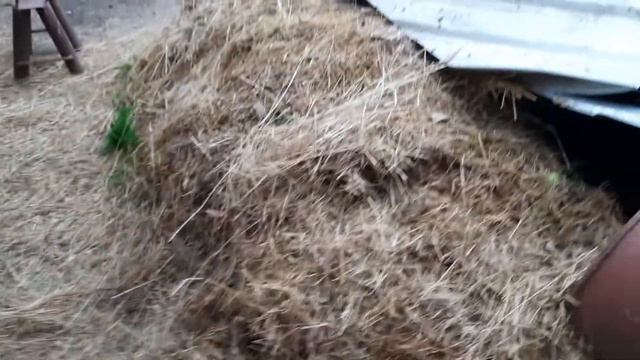 Как содержать кроликов//новости про кроликов//Моё хозяйство!! смотреть онлайн