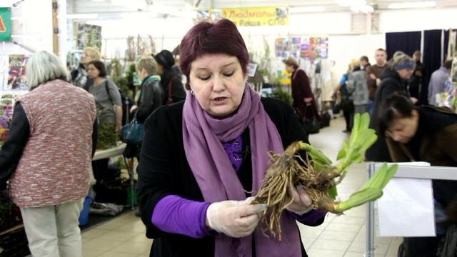 Чемерица (редкие растения для сада)