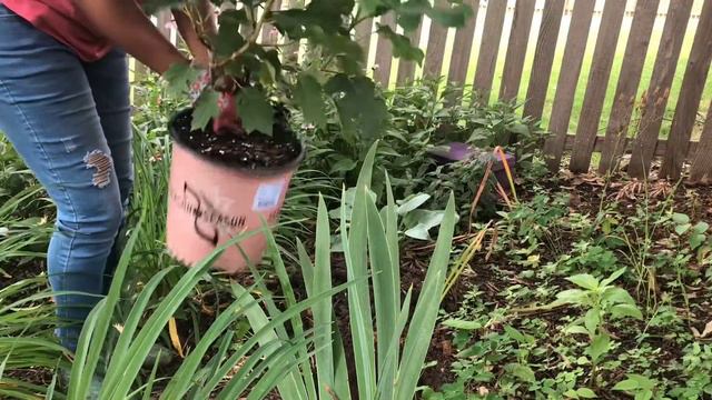 Planting Oakleaf Hydrangea ‘Ruby Slippers’ смотреть онлайн