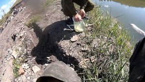 Ловля верхоплавки. Поймать ЖИВЦА . Ловля на банку,  на морду, на марлю, паук