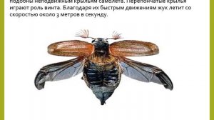 Майский жук биология 8 кл