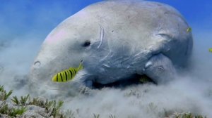 Дюгонь или морская корова: нам удалось снять редкое животное/Dugong! The rare video of this animal!