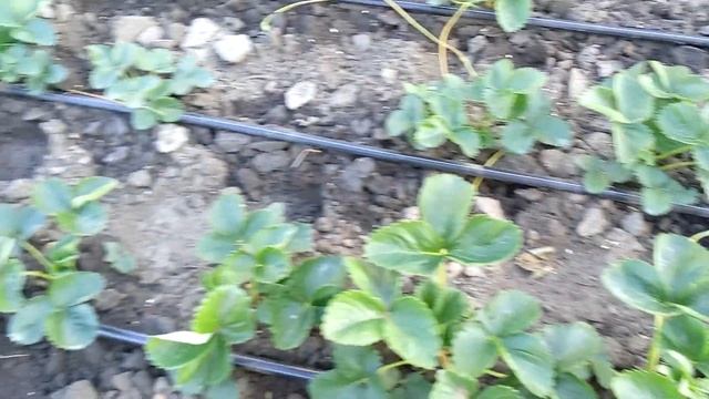 Клубника МАЛЬГА и ВИВАРА состояние маточника и обзор ягод смотреть онлайн