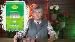 Почему картофель мелкий ✔️ Как вырастить большой картофель