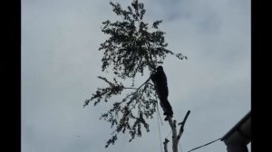 СТРИЖКА БЕРЕЗЫ