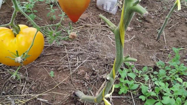 Томаты из бумбушечек  и махровых цветов