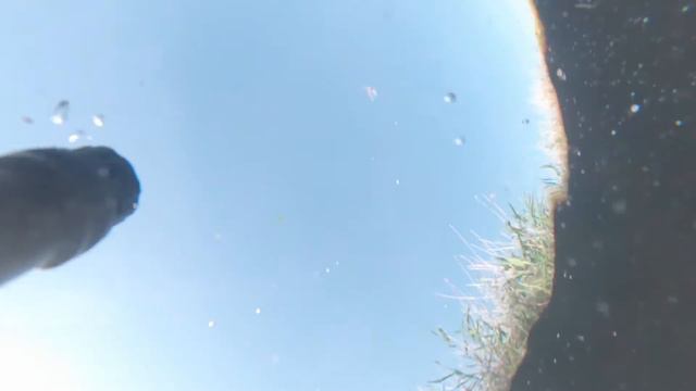 Охота на карпа после запрета! смотреть онлайн