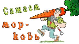 Сажаем морковь, чтобы потом не прореживать.