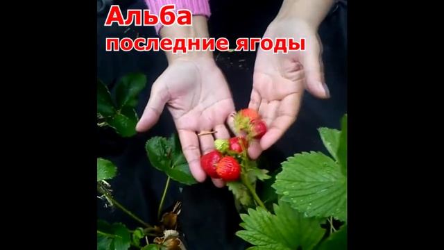 Лучшие сорта земляники Альба, Дарселект, Чамора Туруси смотреть онлайн