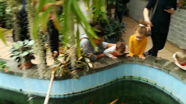 Прогулка по оранжерее ботанического сада, Минск. смотреть онлайн