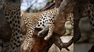 Спящие животные на природе !