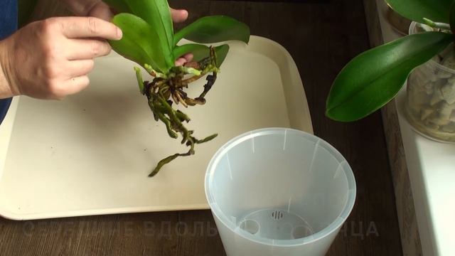 как пересадить орхидею в НЕ кору, зачем?! смотреть онлайн
