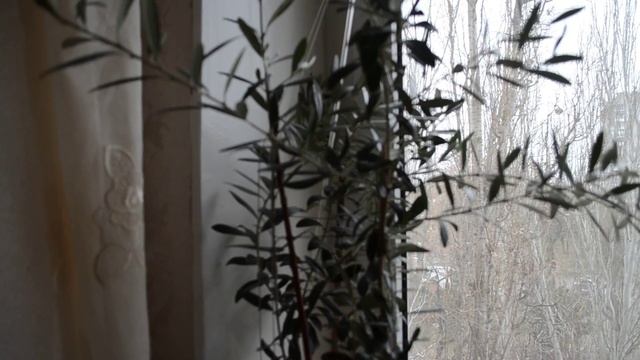 Video №6: Мои растения Инжир, Лимон, Хурма, Олива смотреть онлайн