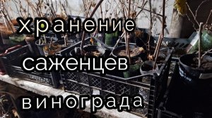 как я храню саженцы и черенки винограда