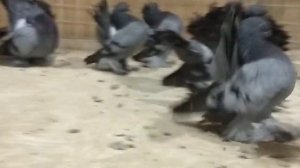 Магнитогорские статные. Синие статные голуби. Blaue stattliche Tauben