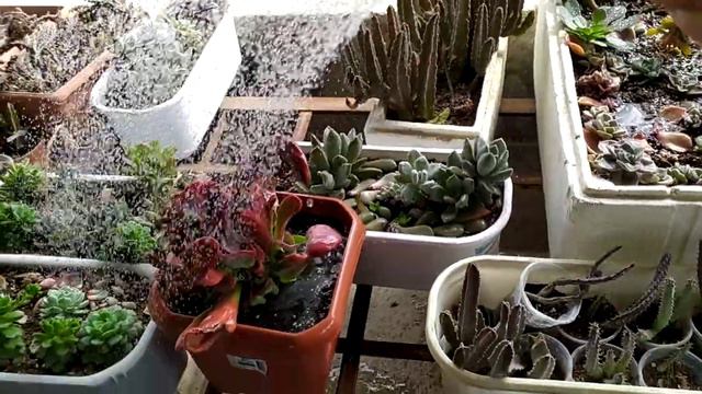 Sukullentleri hortumla suladım. #sukulent #kaktüs #echinopsis смотреть онлайн