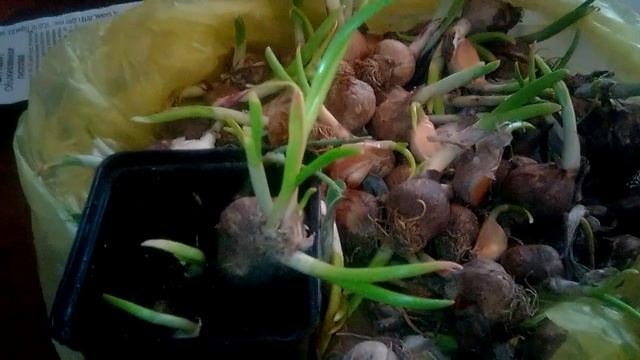 ЧЕСНОК ПРОРОС -  пересаживаем на грядки