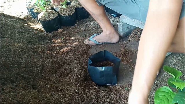 TIPS FOR BEGGINERS: proper handling and proper method to repot baby bougainvillea so as not wither. смотреть онлайн