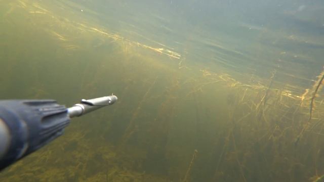 дневная подводная охота на веселовском водохранилище. осень 2022. spearfishing смотреть онлайн