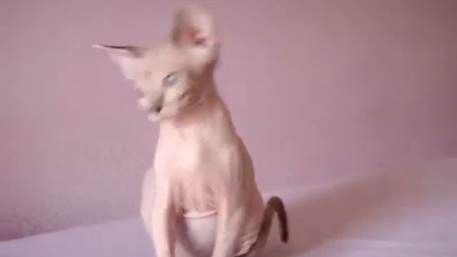 Kошка СФИНКС Butterflies Sphynx Cattery  www.Sphynx.TV 34 672866375