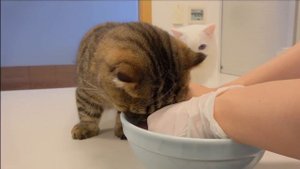 LuLu Loves Fish Too Much! | Kittisaurus