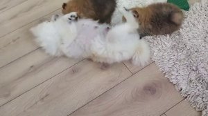 Щенки Шпицов померанских в 1,5 месяца. Видео с собаками о проживании в квартире.Какие щенки у шпицо