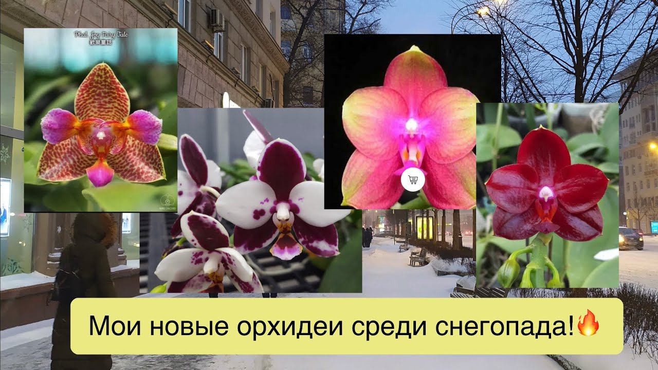 @orhorai и @passifloraclub  - спасибо за мои новые орхидеи!