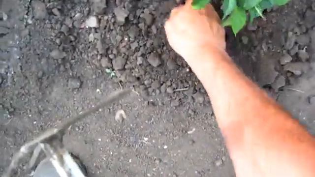 ПОЛИВ ПЕРЦЕВ В ЖАРУ