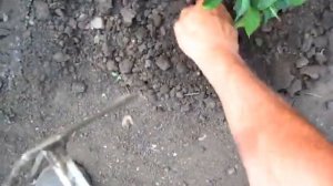 ПОЛИВ ПЕРЦЕВ В ЖАРУ