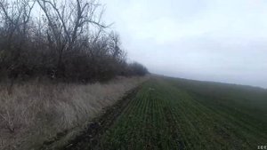 Бретон по зайцу в зарослях, добор подранка..mp4