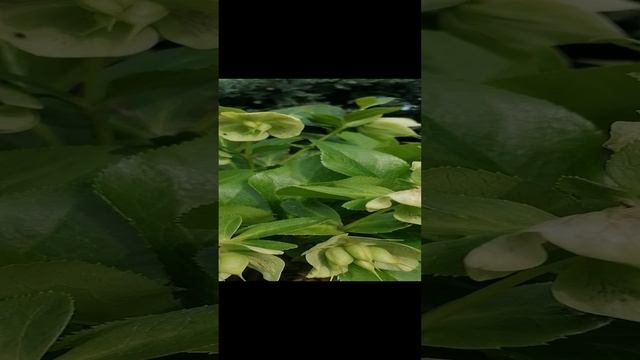 Морозник (Helliborus) в нашем саду на даче - семенные коробочки 2023 .