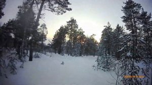 Январь 2021.   в тайгу за дровами на снегоходе