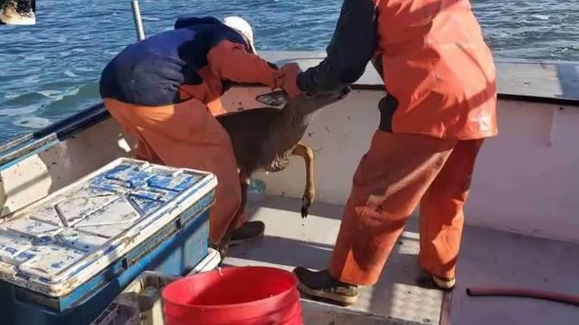 В 8-ми км. от берега рыбаки заметили странное существо. Приблизившись к нему они не поверили... смотреть онлайн