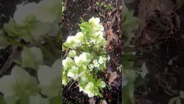 В Краснодаре, где живет кошка Джуля, наступила весна смотреть онлайн