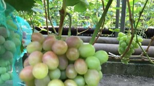 Адамович Виноград 4 часть Новинки Калугина и другие ранее средние и поздние  сорта