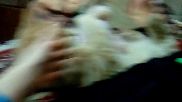 Грязный вонючий кот смотреть онлайн