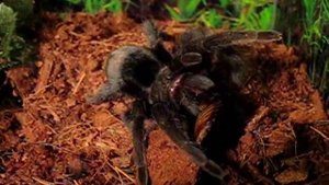 Паук птицеед убивает и ест (Spider bird eater kill and eat)