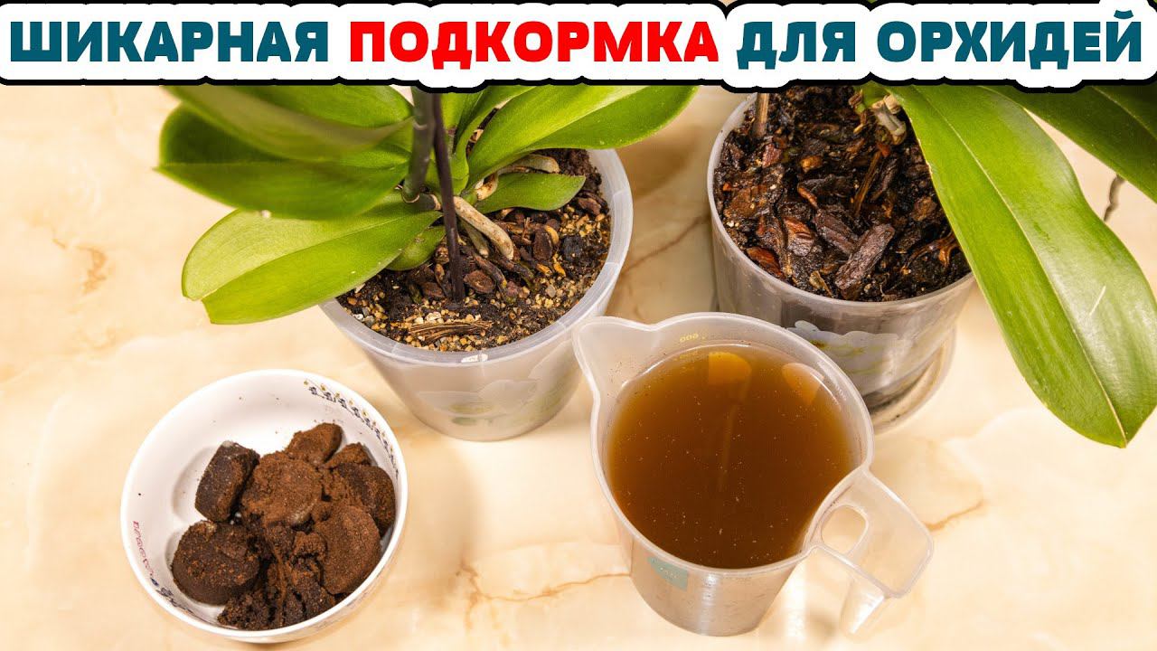 БЕСПЛАТНАЯ ПОДКОРМКА для БЕШЕНОГО РОСТА комнатных растений! ОРХИДЕИ растут как СУМАСШЕДШИЕ!