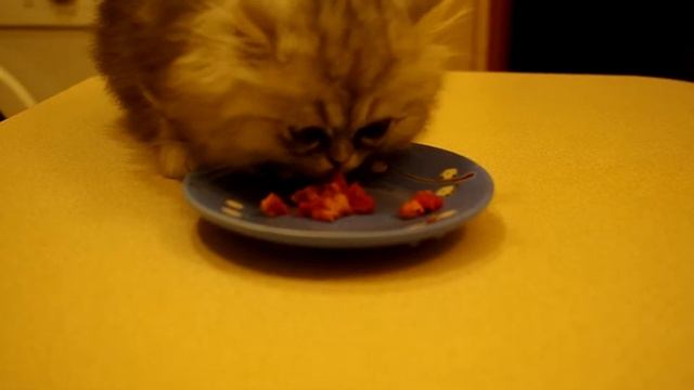 первое кормление мясом
