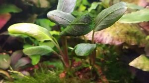 Bucephalandra planted tank Bucephalanra Dark Achilles Буцефаландры в моем аквариуме "Дарк Аххилес"